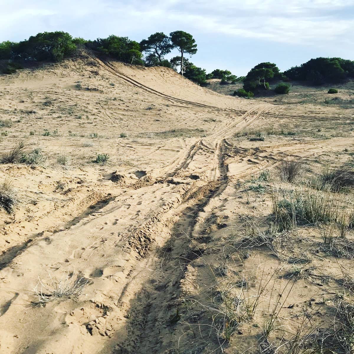 Cross-country running tracks in the forest